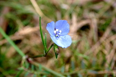 Commelina agrostophylla