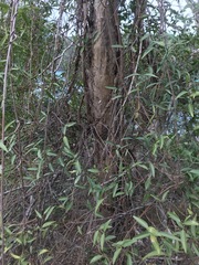 Gymnanthera oblonga