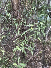 Gymnanthera oblonga