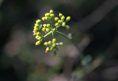 Notobubon collinum