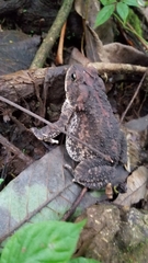 Incilius occidentalis