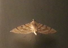 Notarcha