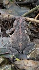 Incilius occidentalis