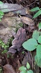 Incilius occidentalis