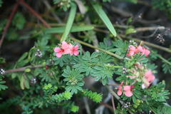 Indigofera stricta