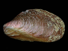 Modiolus