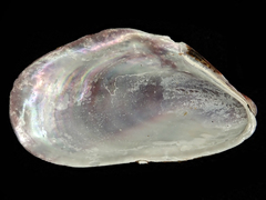Modiolus