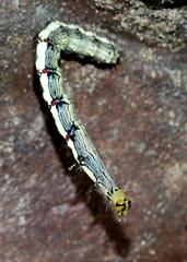 Calesia xanthognatha