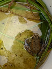 Rana luteiventris