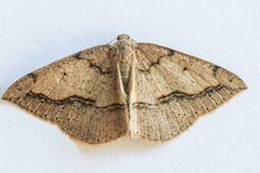 Taxeotis perlinearia