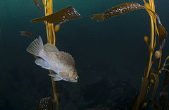 Sebastes atrovirens