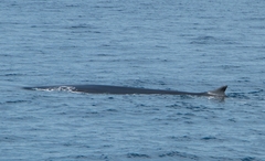 Balaenoptera physalus