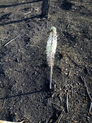 Drimia numidica