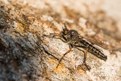 Stilpnogaster aemula