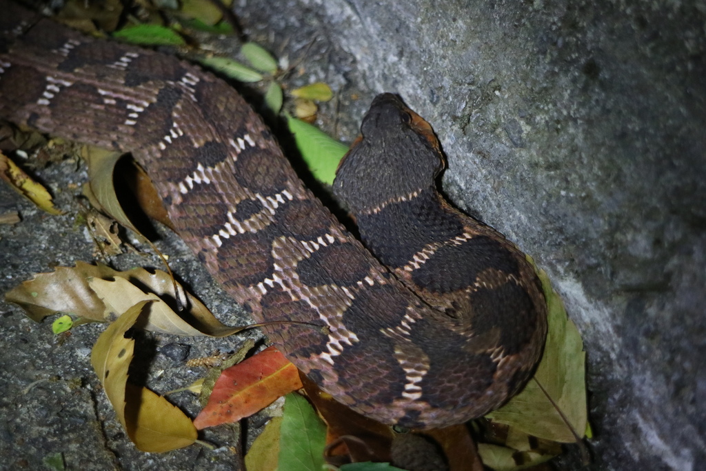 False Habu from 台灣新北市 on May 03, 2020 at 12:12 PM by ChienYL · iNaturalist