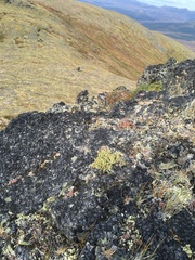 Podistera yukonensis