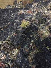 Podistera yukonensis