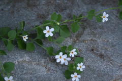 Chaenostoma cordatum
