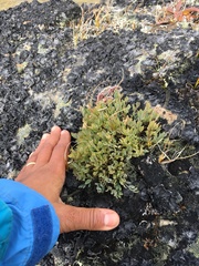 Podistera yukonensis