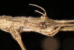 Bactrododema