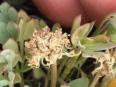 Podistera yukonensis
