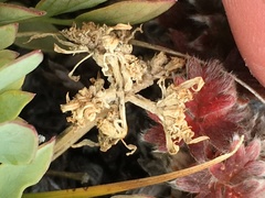 Podistera yukonensis