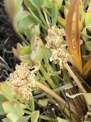 Podistera yukonensis