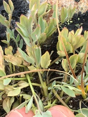 Podistera yukonensis