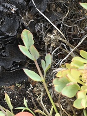 Podistera yukonensis