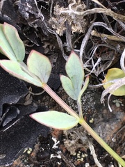 Podistera yukonensis