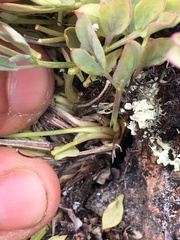 Podistera yukonensis