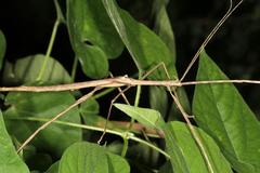 Bactrododema