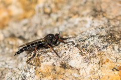 Stilpnogaster aemula