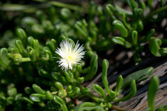 Mesembryanthemum longistylum