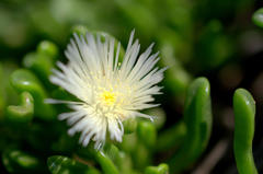 Mesembryanthemum longistylum
