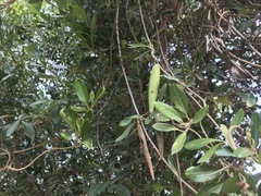 Parsonsia plaesiophylla