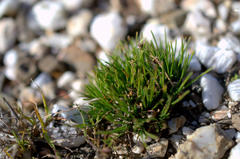 Ficinia overbergensis