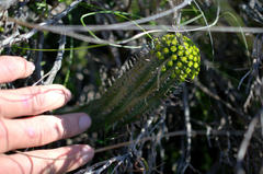 Euphorbia nesemannii