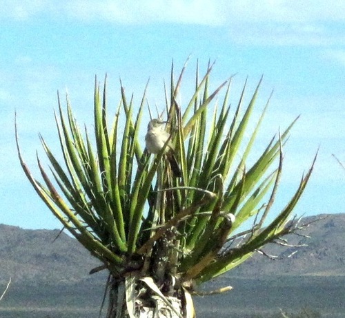 Toxostoma lecontei