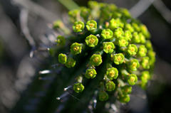 Euphorbia nesemannii