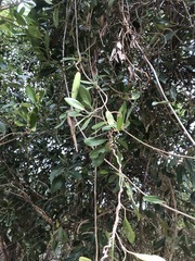 Parsonsia plaesiophylla