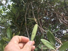 Parsonsia plaesiophylla