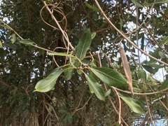 Parsonsia plaesiophylla