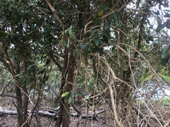 Parsonsia plaesiophylla