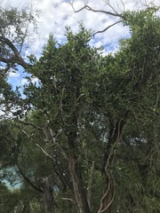 Parsonsia plaesiophylla