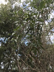 Parsonsia plaesiophylla