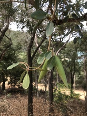 Parsonsia plaesiophylla