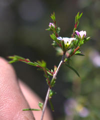 Diosma fallax