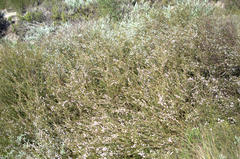 Diosma fallax