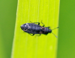 Dimorphopterus spinolae